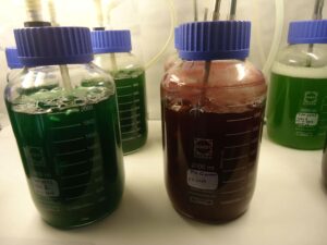 Distintos cultivos de microalgas