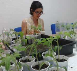 Investigadora analiza posibles virus sobre plantas de tomates.