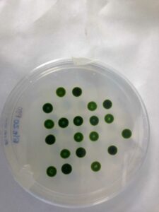 Cultivos de microalgas en placas.