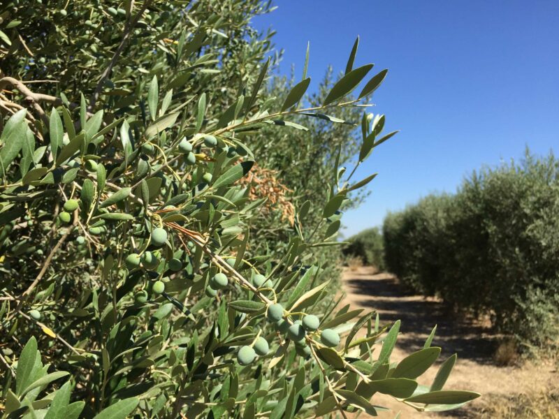 A la antracnosis del olivo la conocen en el campo como ‘aceituna jabonosa’, debido al aspecto que deja en los frutos infectados, que acaban pudriéndose. 