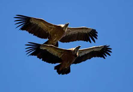La recuperación del monte mediterráneo atrae a las grandes aves ...