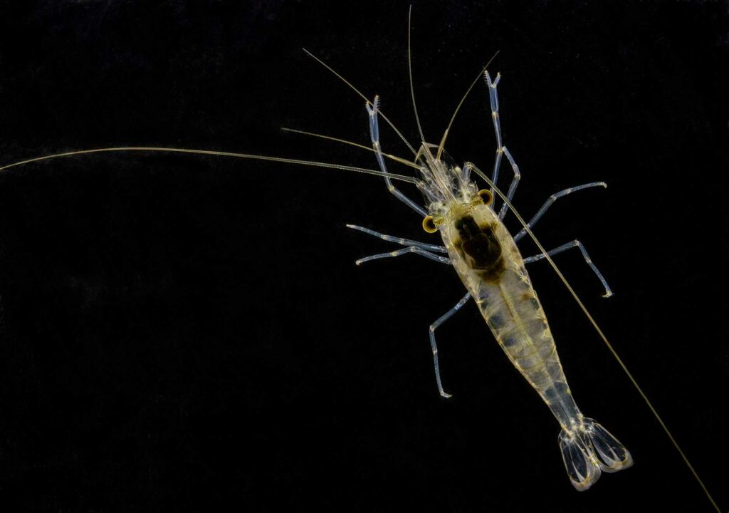 Camarones de agua dulce de Cádiz escogen el hábitat más beneficioso