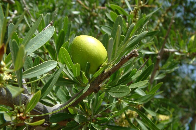 Imagen del fruto del árbol de argán en primer plano.