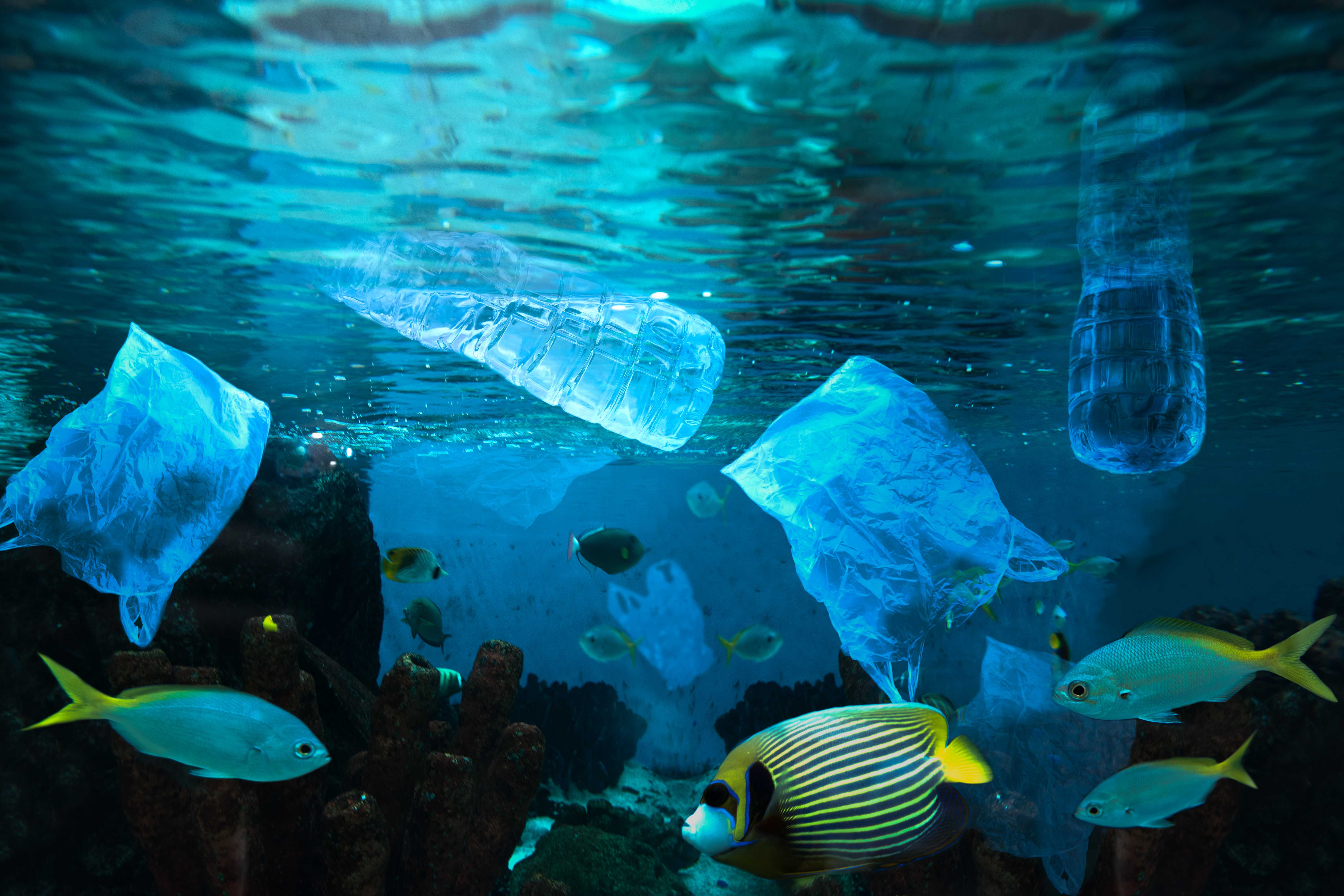 El color cuenta la historia de los plásticos marinos iDescubre
