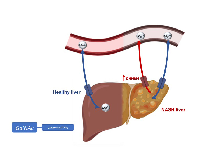Infografía: La regulación de la expresión de CNNM4 en estudios preclínicos de hígado graso revierte la acumulación de grasa, la inflamación y la fibrosis.