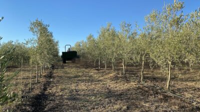 abono cultivo olivo