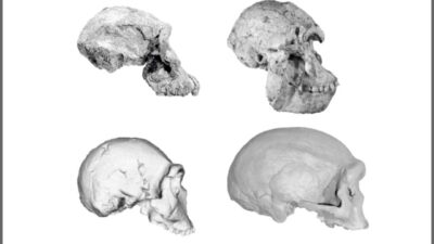 cuatro cráneos homínidos