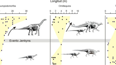 Figura que ilustra las variaciones de temperatura a lo largo del Jurásico inferior y medio y el cambio de tamaño entre las formas herbívoras y carnívoras de dinosaurios previamente y posteriormente al Evento Jenkyns.