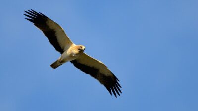 El efecto combinado de varios pesticidas disminuye la capacidad reproductiva del águila calzada. / Fabrizio Sergio