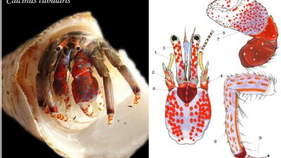 Imagen y figura de Calcinus tubularis/ IEO-CSIC