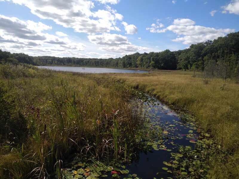 Lago rodeado de robles en Michigan (Estado Unidos). Estos reservorios de agua son permiten el buen funcionamiento del ecosistema