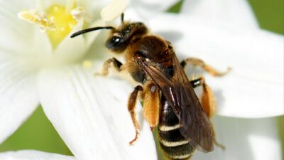 abeja-Andrena-baetica