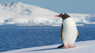 Los pingüinos juegan un papel esencial en la regeneración de hierro en el mar Austral./ Creative Commons.
