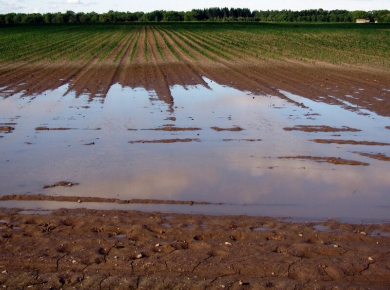 Paisaje de tierras de cultivo inundadas. Imagen: CSIC