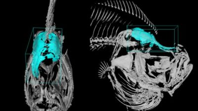 Cambio morfológico en el rodaballo. Imagen 3D realizada mediante microscopía de lámina de luz. Imagen: CSIC.
