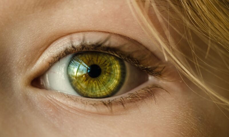 Los ojos de los vertebrados se construyen de una forma muy parecida en el embrión en desarrollo. Imagen: Pixabay.