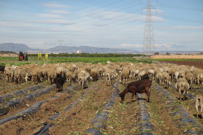 Ovejas y cabras pastando en suelos con plásticos