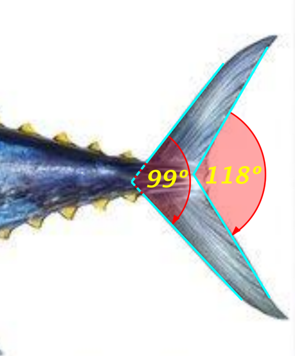 Geometría caudal para un atún rojo.