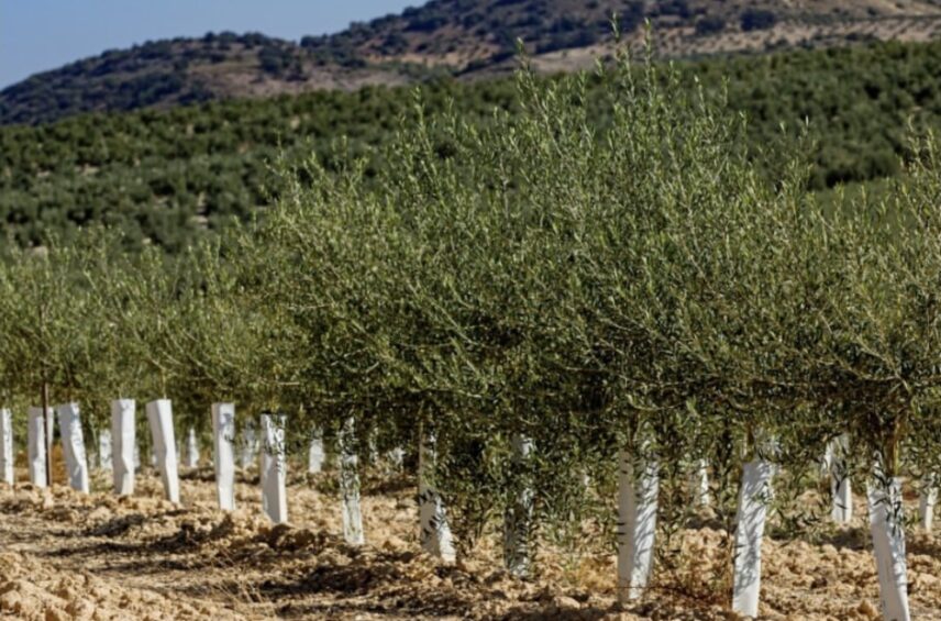 Fotografía ilustrativa del artículo