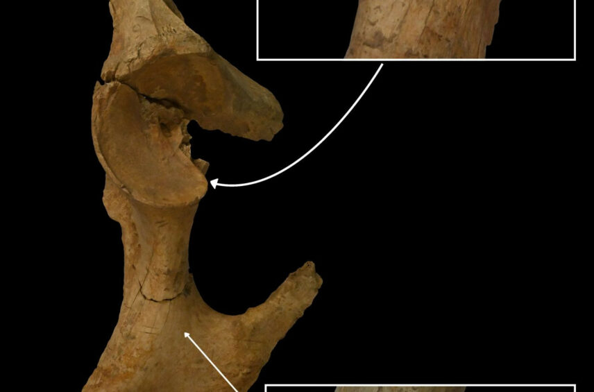 Fotografía ilustrativa del artículo