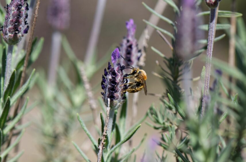 Fotografía ilustrativa del artículo