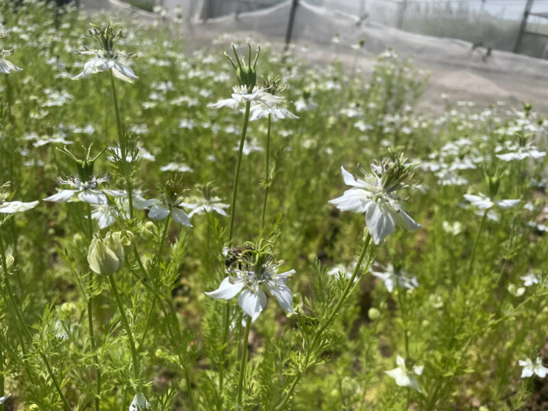 Flores de comino negro.