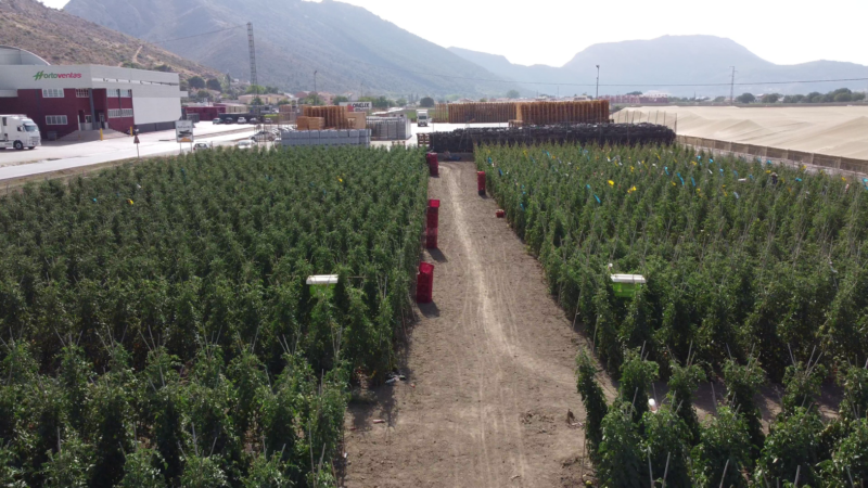 El ensayo se llevó a cabo en un campo experimental.