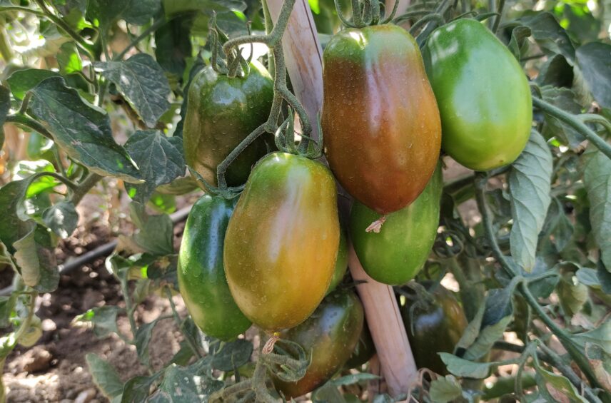 Fotografía ilustrativa del artículo