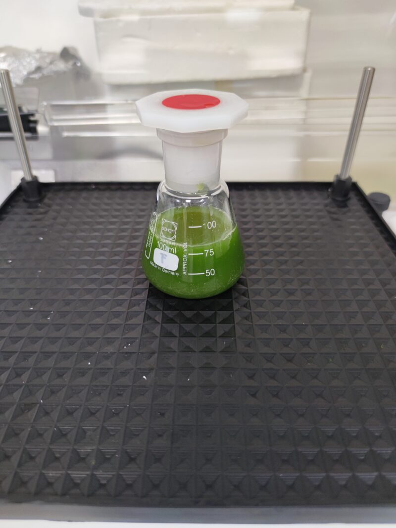 Muestra de microalgas.