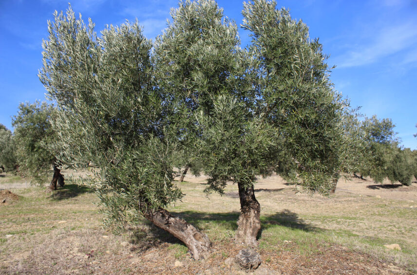 Fotografía ilustrativa del artículo