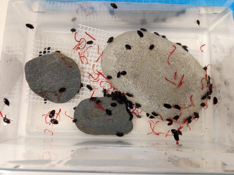 Acuario con individuos de Agabus nevadensis (Foto. José A. Carbonell)