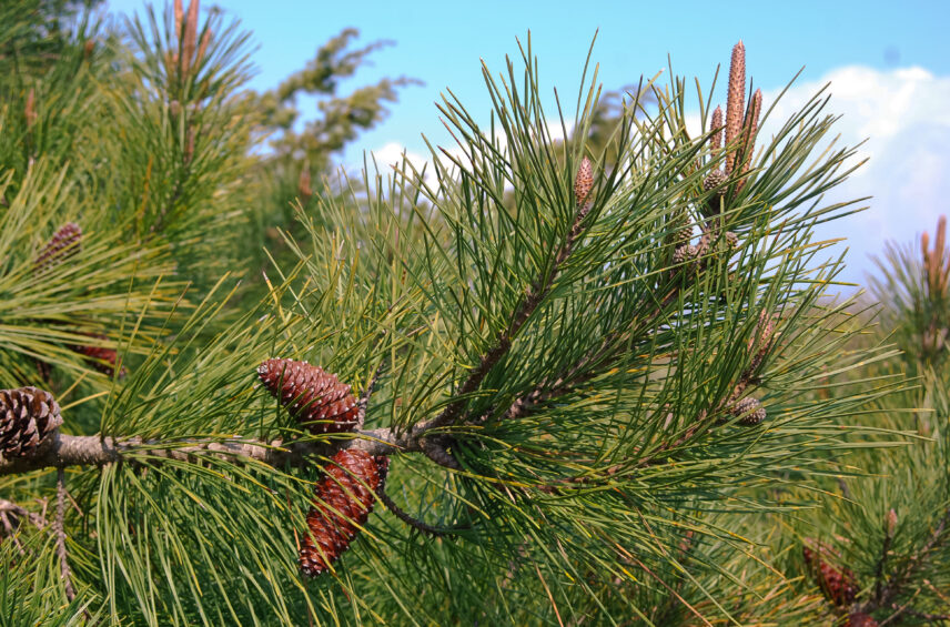 Fotografía ilustrativa del artículo