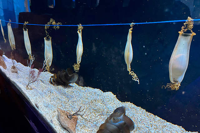 Fotografía ilustrativa del artículo