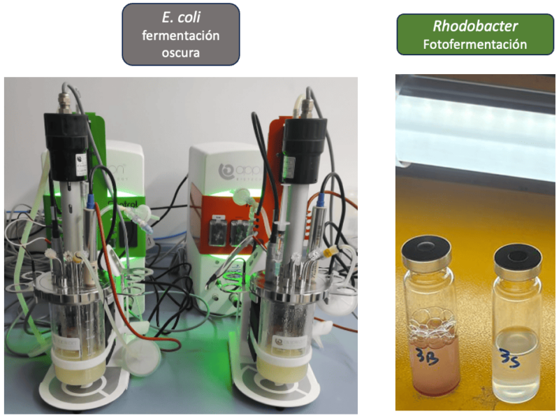 Muestras de los dos microorganismos empleados y su proceso de obtención en el estudio. 