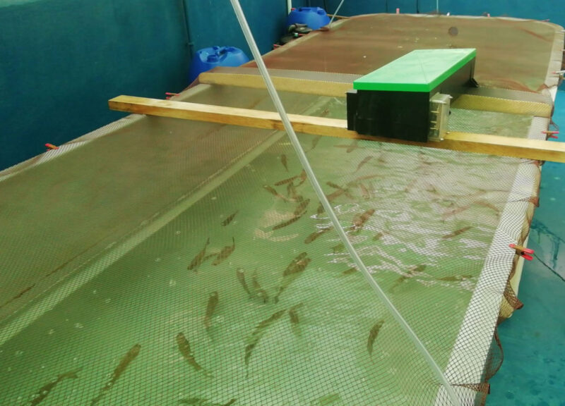 Lisas en tanque de agua en una piscifactoría. 