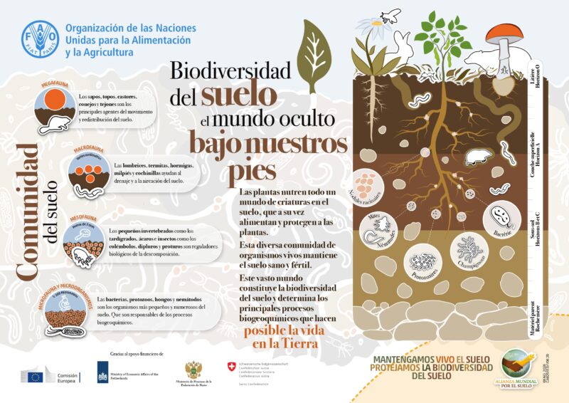 Infografía 'Biodiversidad del suelo: el mundo oculto bajo nuestros pies'