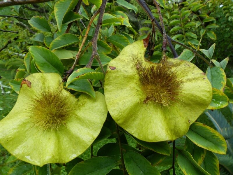 Fotografía en primer plano de la especie del género Pterocarpus.
