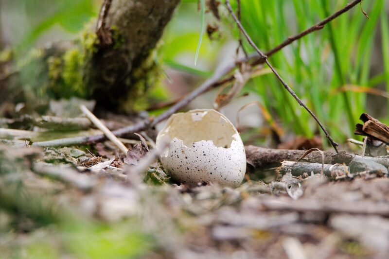 cáscara de huevo cría en la naturaleza 