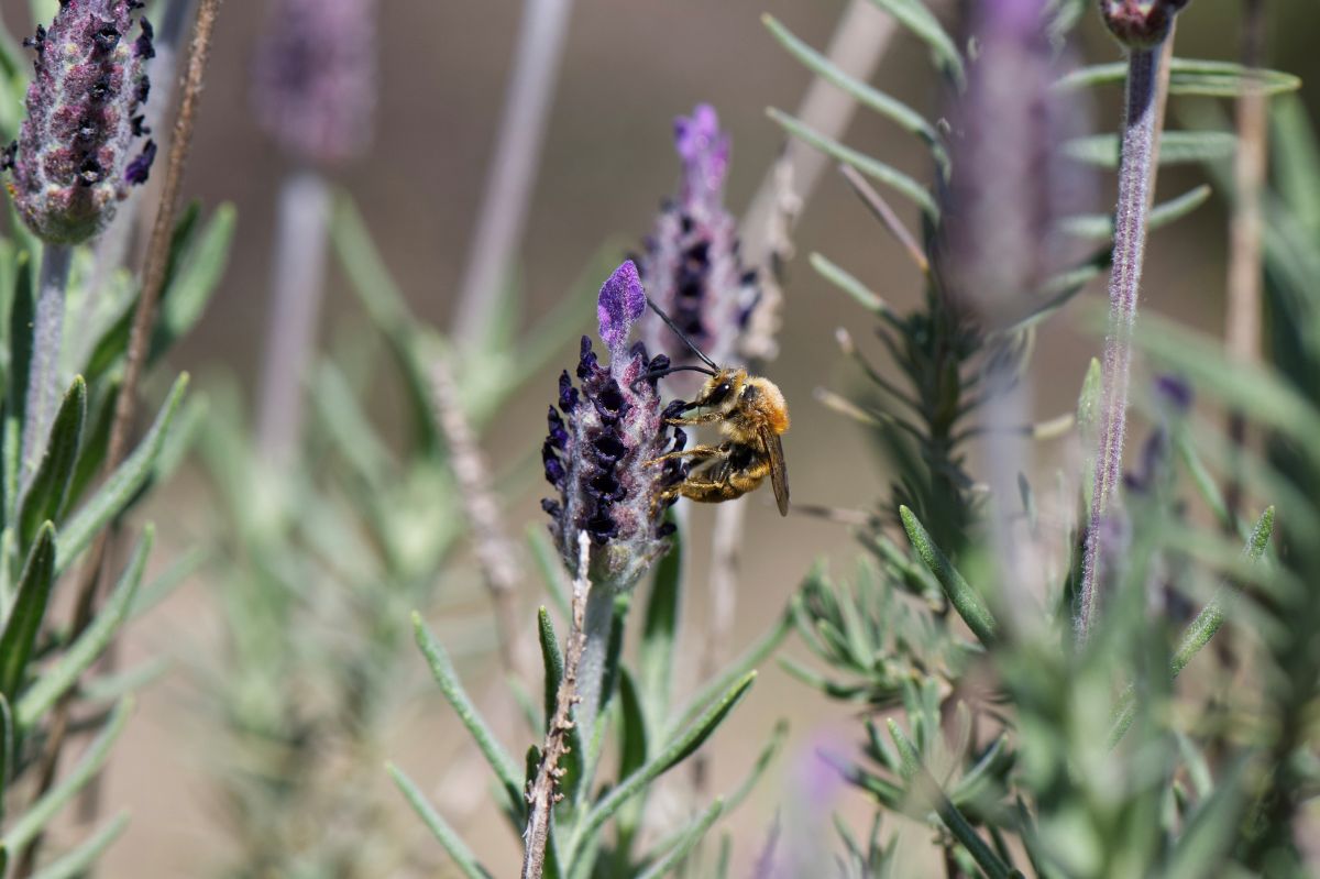 Un macho de Eucera hispaliensis sobre Lavanda pedunculata. Fotografía: Curro Molina.