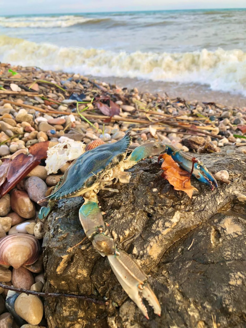 Ejemplar de cangrejo azul ('Callinectes sapidus'). Autor: Pablo Ruiz. Observadores del Mar