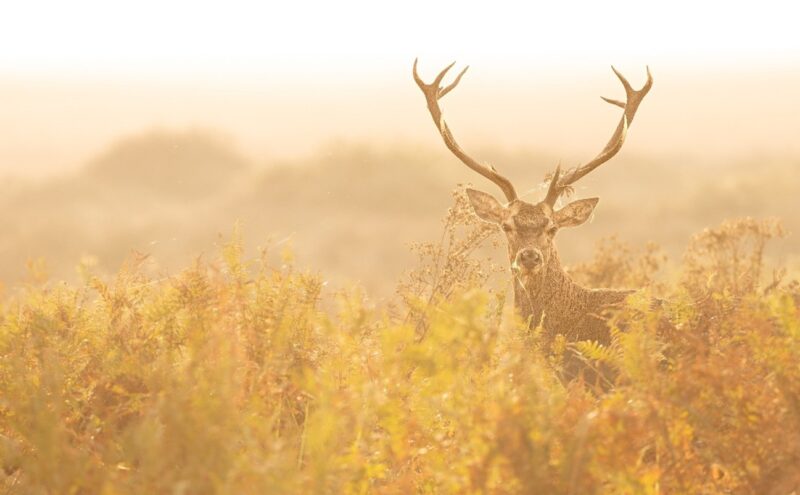 Un ciervo rojo (Cervus elaphus) en Doñana / Imagen: Jacinto Román