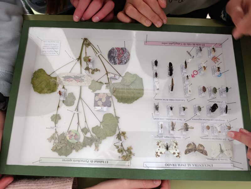 El proyecto de biodiversidad en centros educativos de Granada comenzará con una fase previa de formación del profesorado por investigadores de la Universidad de Granada.